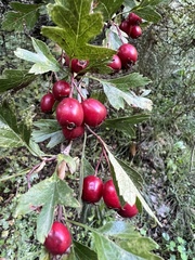 Crataegus