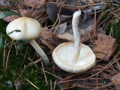 Zhuliangomyces illinitus