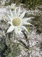 Actinotus helianthi
