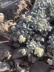 Eriogonum shockleyi