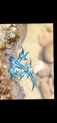 Glaucus atlanticus