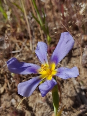 Calydorea xiphioides