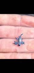 Glaucus atlanticus
