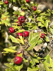 Crataegus