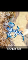 Glaucus atlanticus
