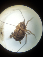 Oligolophus tridens