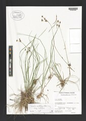 Luzula multiflora multiflora