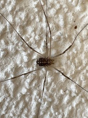 Opilio saxatilis