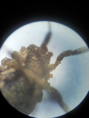 Oligolophus tridens