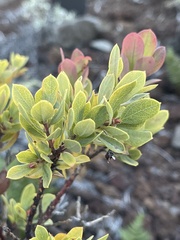 Metrosideros polymorpha