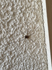 Opilio saxatilis