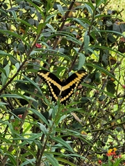 Heraclides cresphontes