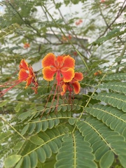 Caesalpinia