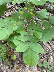 Fraxinus americana
