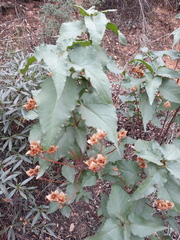 Cistus populifolius