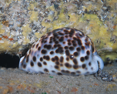 Cypraea tigris