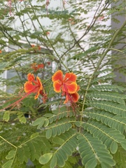 Caesalpinia