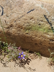 Calydorea xiphioides