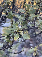 Coprosma montana