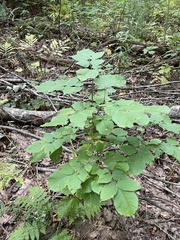 Fraxinus americana