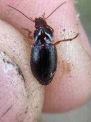 Calathus ruficollis