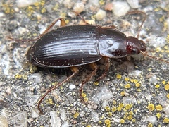 Calathus ruficollis