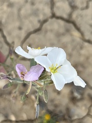 Nerisyrenia camporum