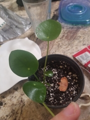 Pilea peperomioides