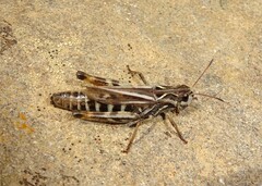 Gomphocerus sibiricus