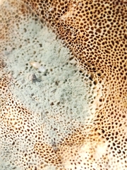 Penicillium