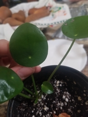 Pilea peperomioides
