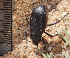 Eleodes carbonaria
