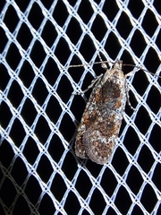 Agonopterix hypericella