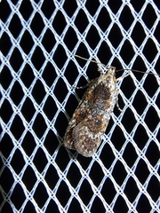 Agonopterix hypericella
