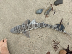 Triakis semifasciata