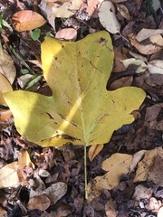 Liriodendron tulipifera
