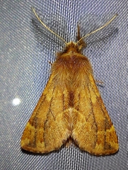 Ptilophora plumigera