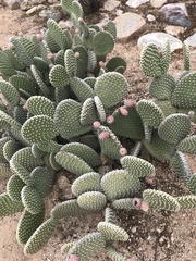 Opuntia microdasys