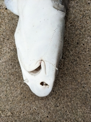 Triakis semifasciata