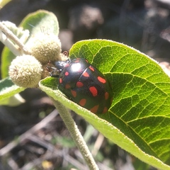 Pachycoris klugii