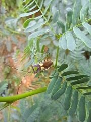 Prismatocerus prominulus