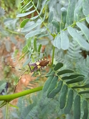 Prismatocerus prominulus