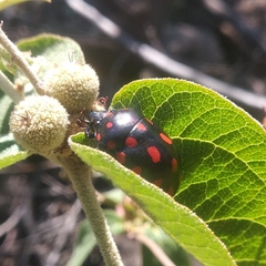 Pachycoris klugii