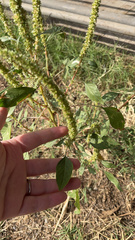Amaranthus palmeri