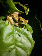 Rhacophorus lateralis