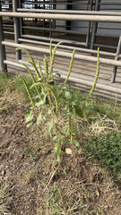 Amaranthus palmeri