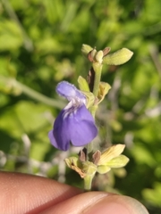 Salvia cedrosensis