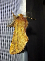 Ptilophora plumigera