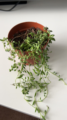 Curio rowleyanus