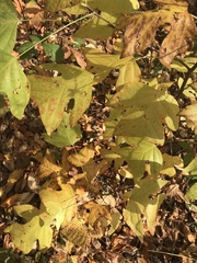 Liriodendron tulipifera